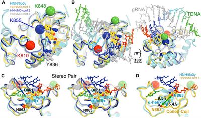 Frontiers Twisting And Swiveling Domain Motions In Cas To Recognize